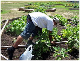 Photo of youth from the Mississippi Band of Choctaw Indians working in a community garden. Photo of youth from the Mississippi Band of Choctaw Indians working in a community garden.